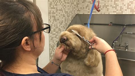Vca grooming - Get exceptional Pet Grooming services from highly experienced & loving pet care professionals in Miami, FL. Visit VCA Knowles Central Animal Hospital today. Close. ... VCA Knowles Central Animal Hospital Location 1000 NW 27th Ave Miami, FL 33125. Hours & …